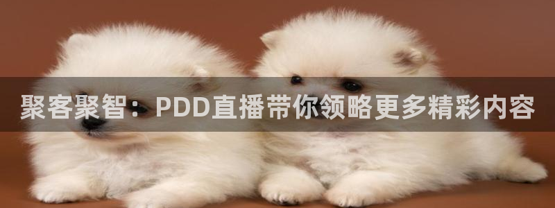 雨燕直播篮球
