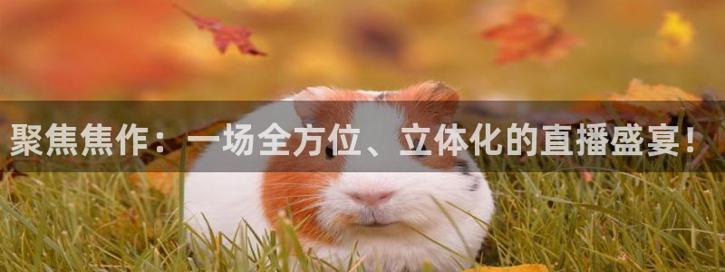 雨燕直播体育直播